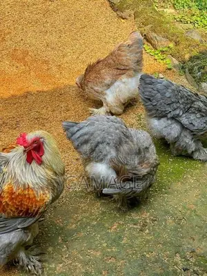 බ්‍රාහ්මා බිත්තර