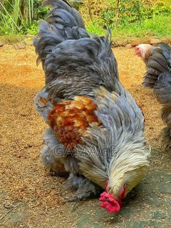 බ්‍රාහ්මා බිත්තර