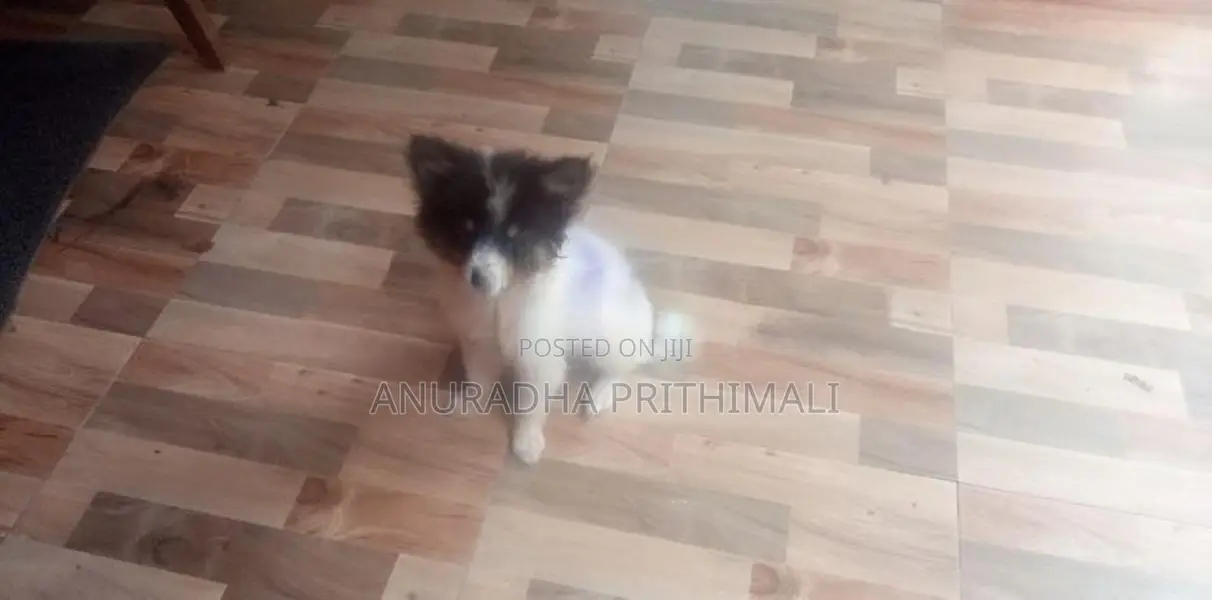 Pomeranian puppies