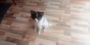 Pomeranian puppies