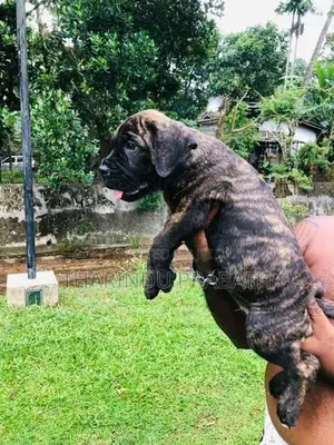 Cane Corso Puppies