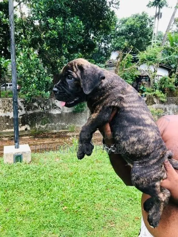 Cane Corso Puppies