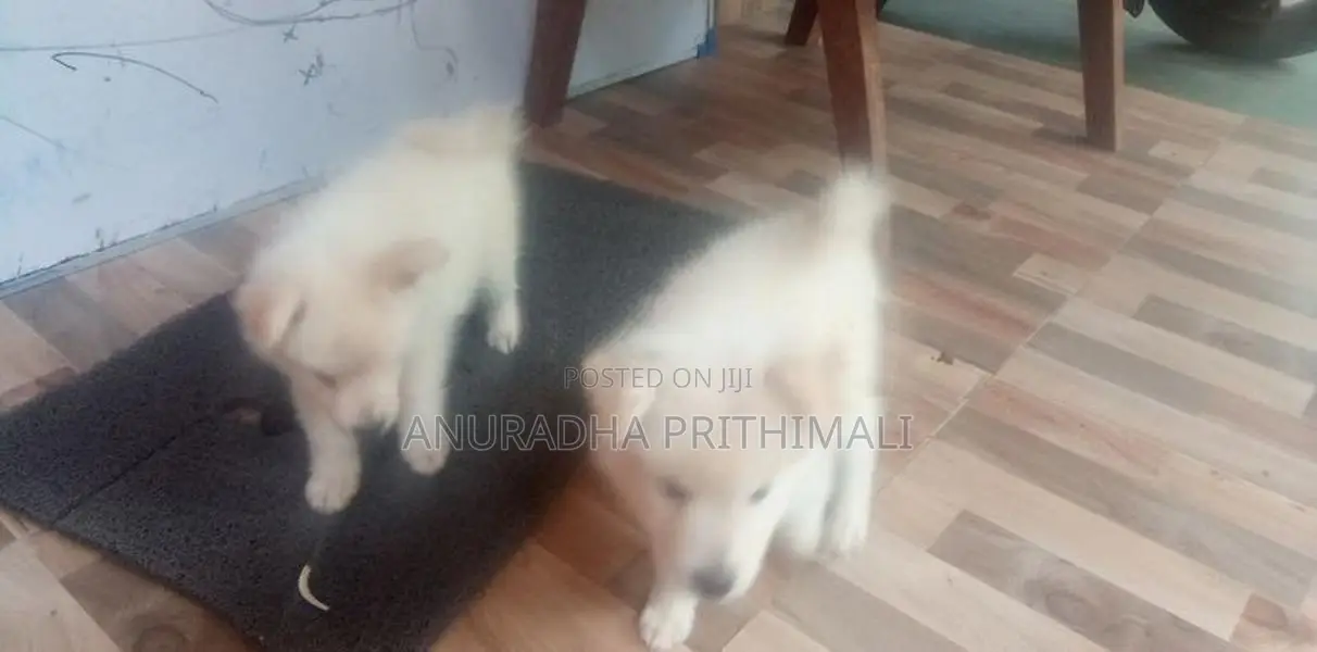 Pomeranian puppies