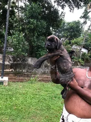 Cane Corso Puppies