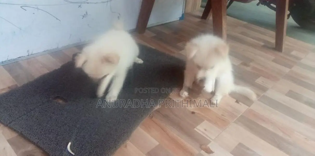 Pomeranian puppies