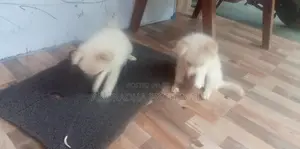Pomeranian puppies