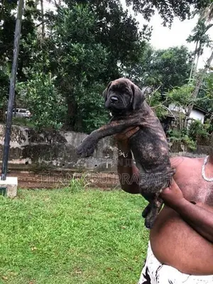 Cane Corso Puppies