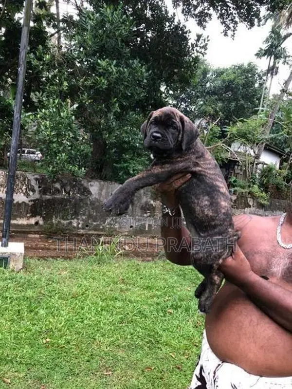 Cane Corso Puppies