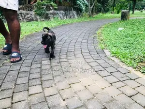 Cane Corso Puppies