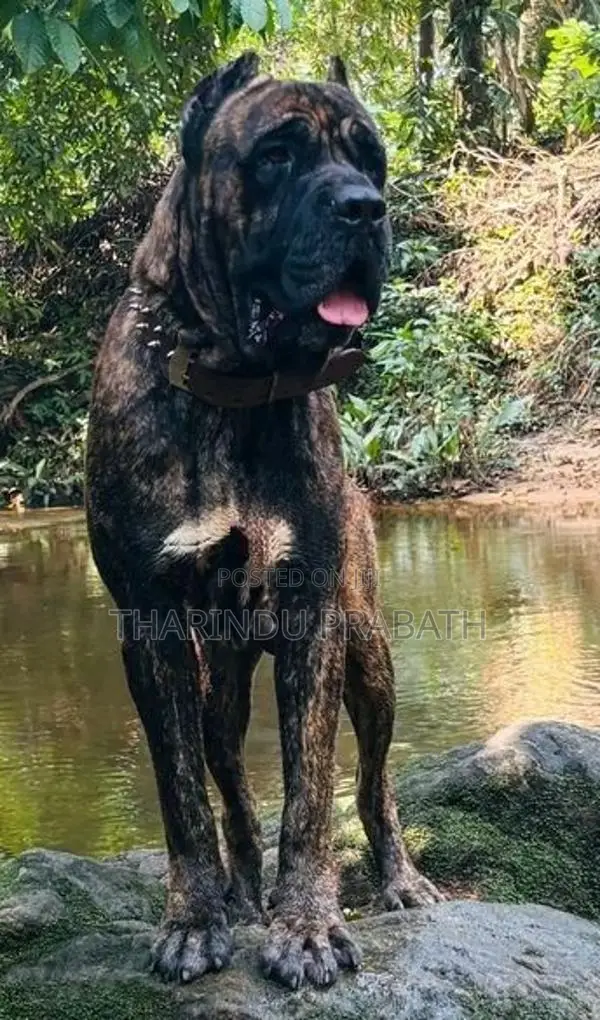Cane Corso Puppies