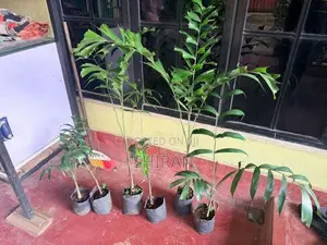 Foxtail Plants