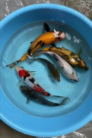 Koi Fish