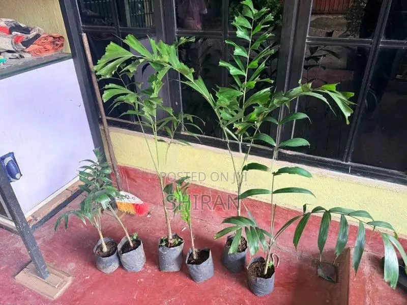 Foxtail Plants