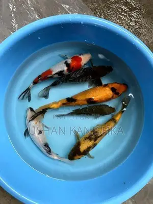 Koi Fish