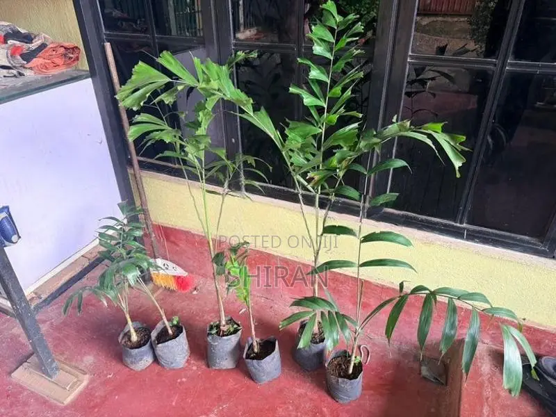 Foxtail Plants