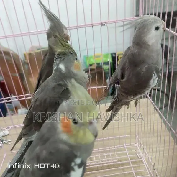 Cocktail Birds