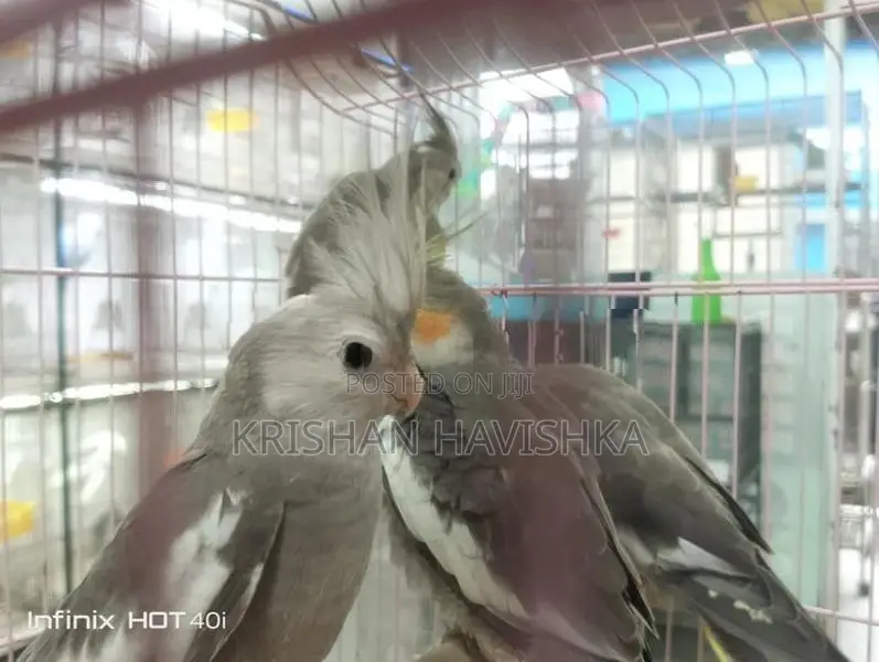 Cocktail Birds