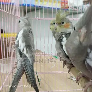 Cocktail Birds