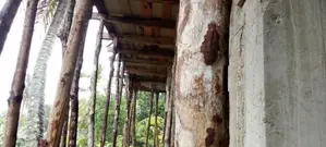 සැටලිමක්