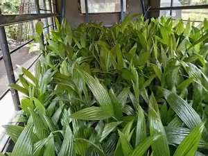 සිංහල පුවක්