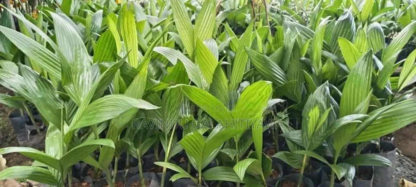 සිංහල පුවක්
