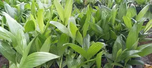 සිංහල පුවක්