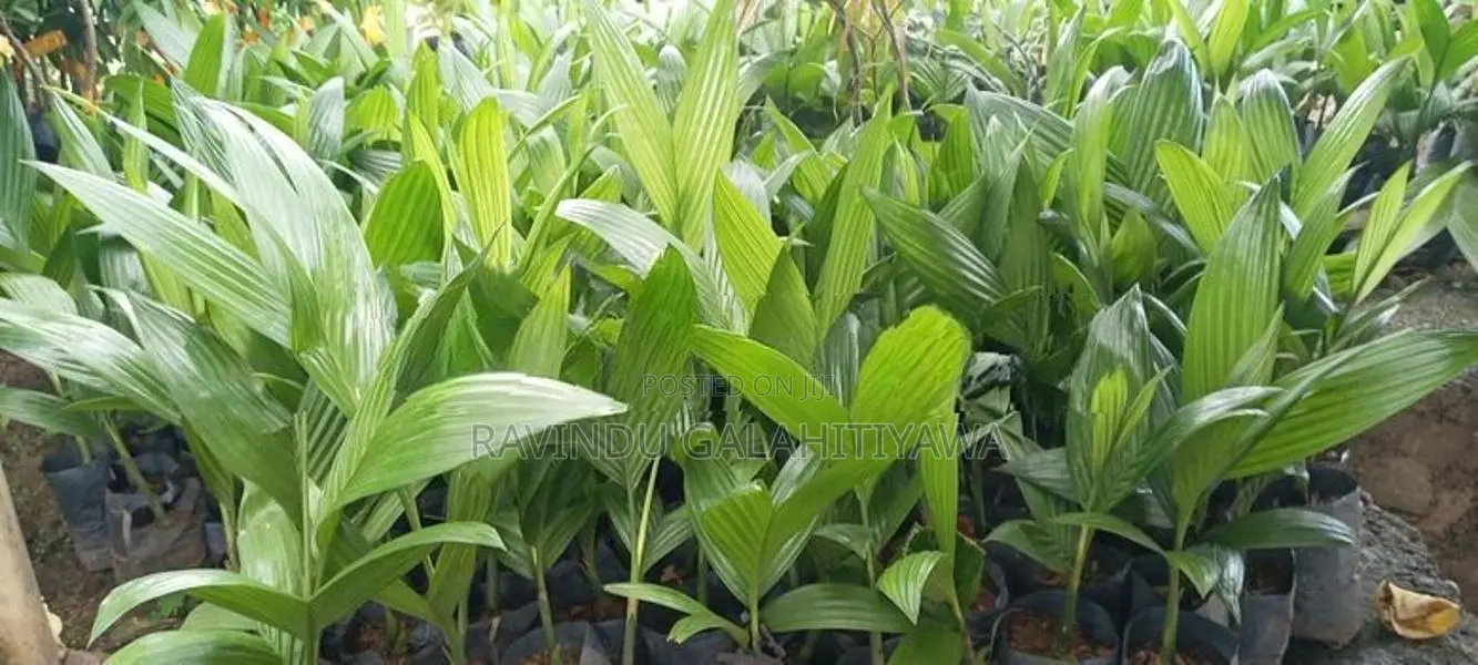 සිංහල පුවක්