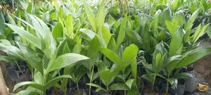 සිංහල පුවක්