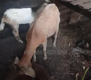 Farm Cow
