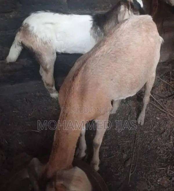 Farm Cow