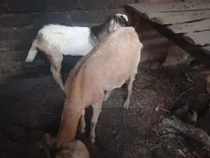 Farm Cow