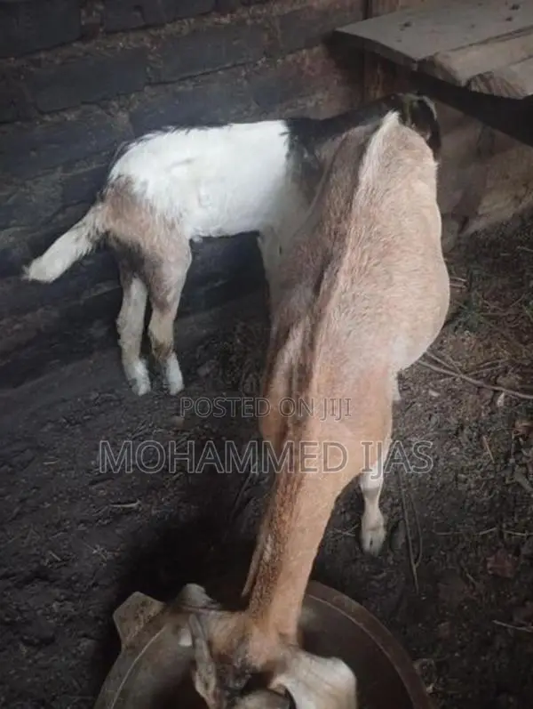 Farm Cow