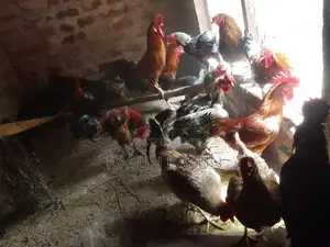 Gam Kukulan