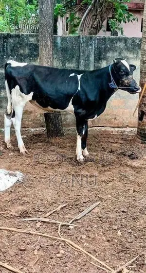 Farm Cow