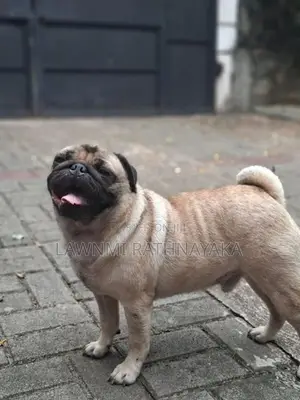 Pug Dog