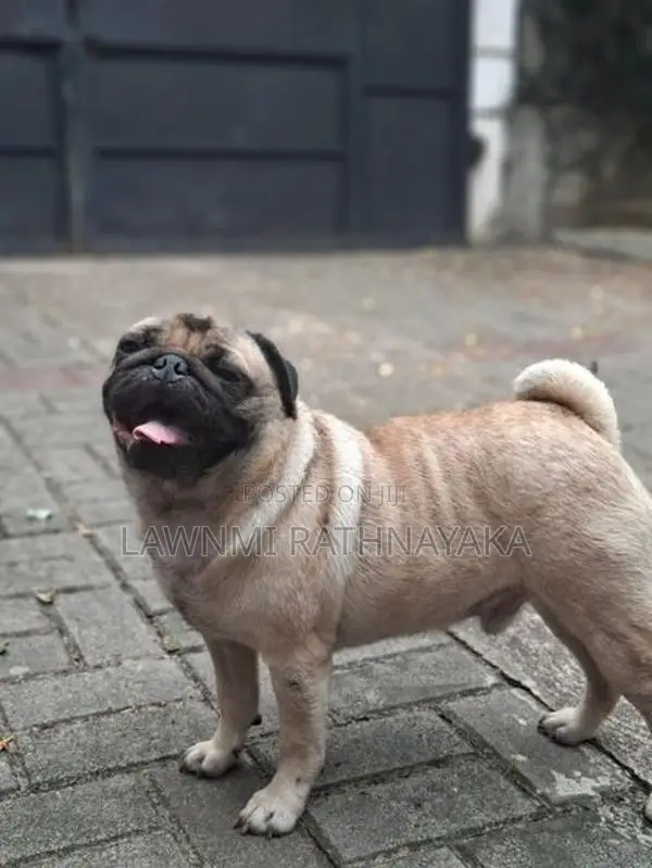 Pug Dog