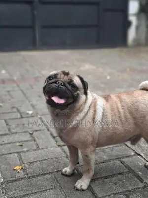 Pug Dog