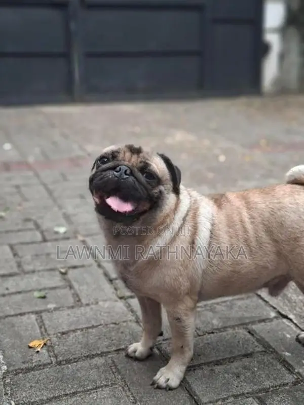 Pug Dog