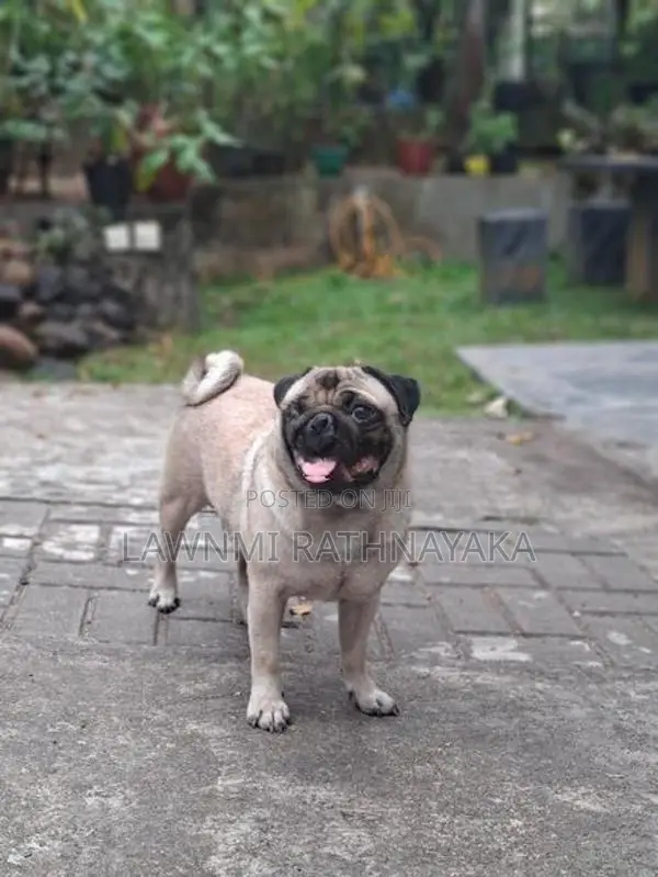 Pug Dog