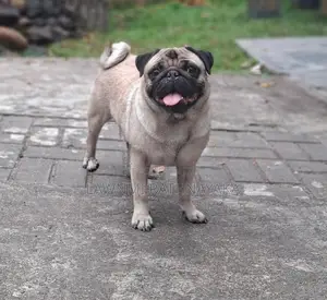 Pug Dog