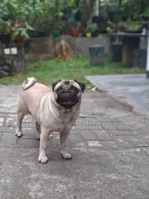 Pug Dog