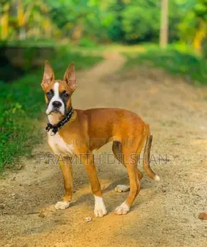 Boxer Female Dog