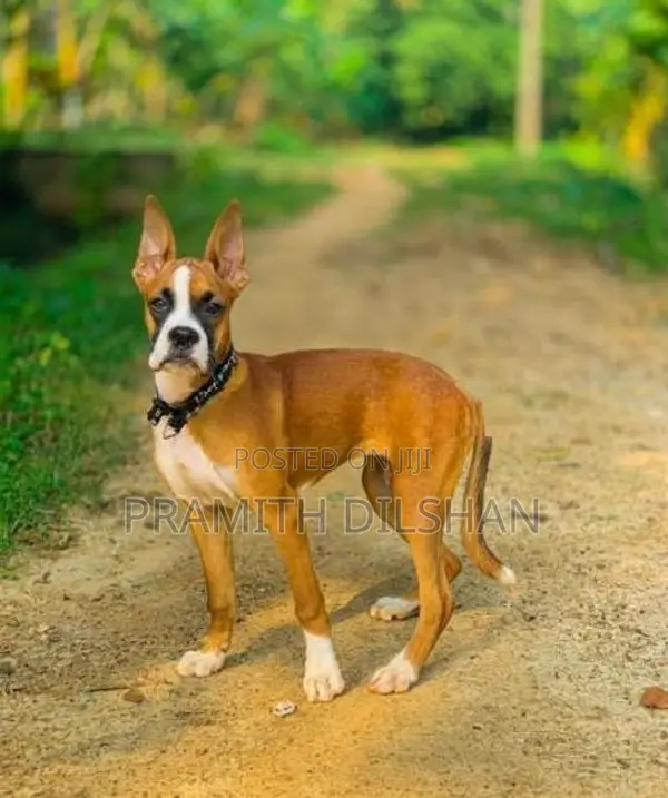 Boxer Female Dog