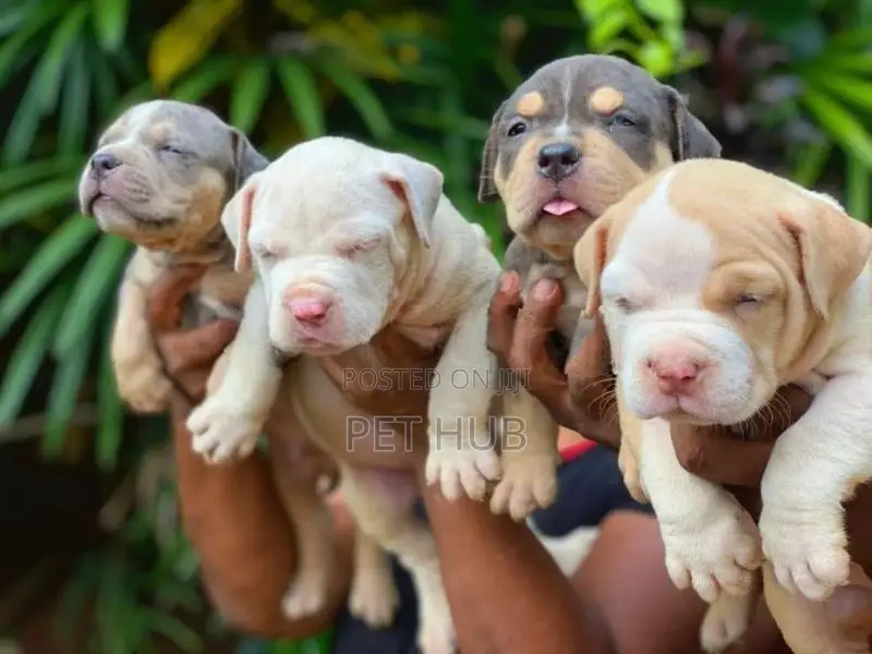 Amarican Bully Puppy
