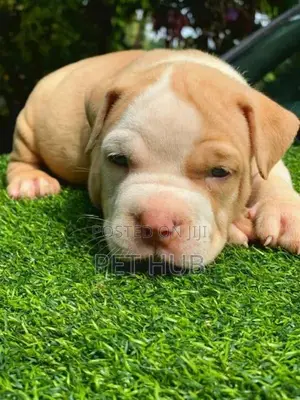 Amarican Bully Puppy