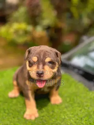 Amarican Bully Puppy