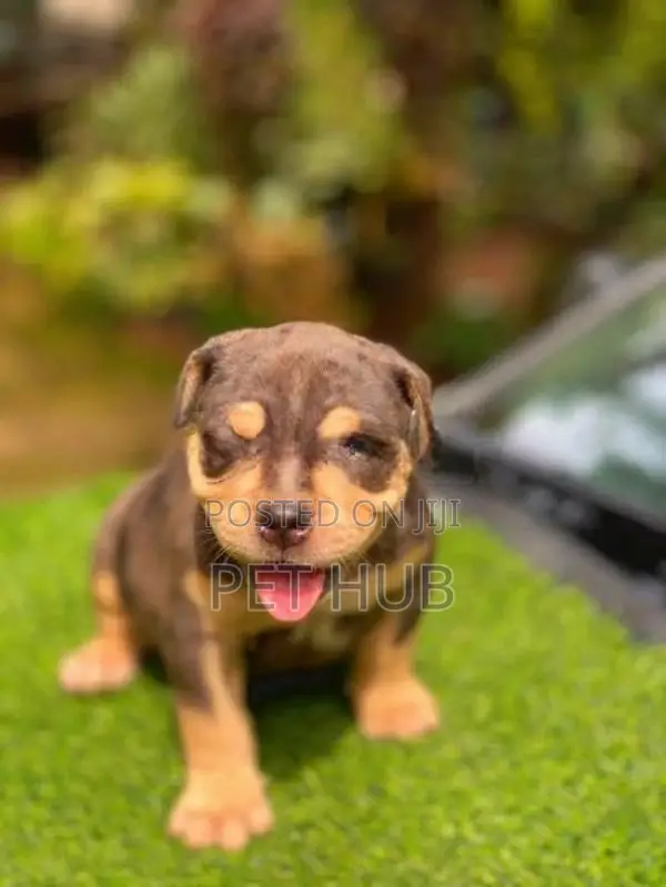 Amarican Bully Puppy