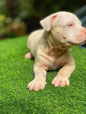Amarican Bully Puppy