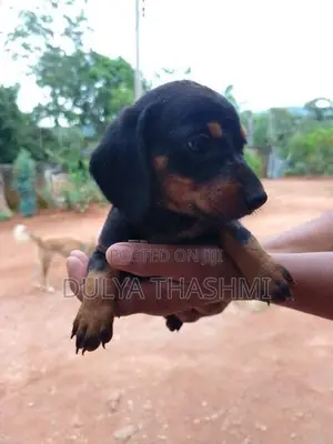 Dachshund Puppies