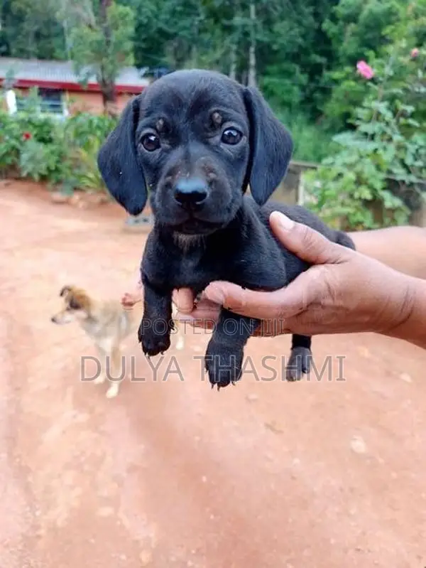 Dachshund Puppies